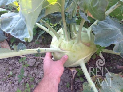 ko019_superschmelz_web1_600 (1)